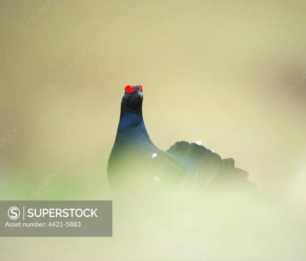 Black Grouse (Tetrao tetrix) adult male, standing on open moorland at dawn, Scotland, april