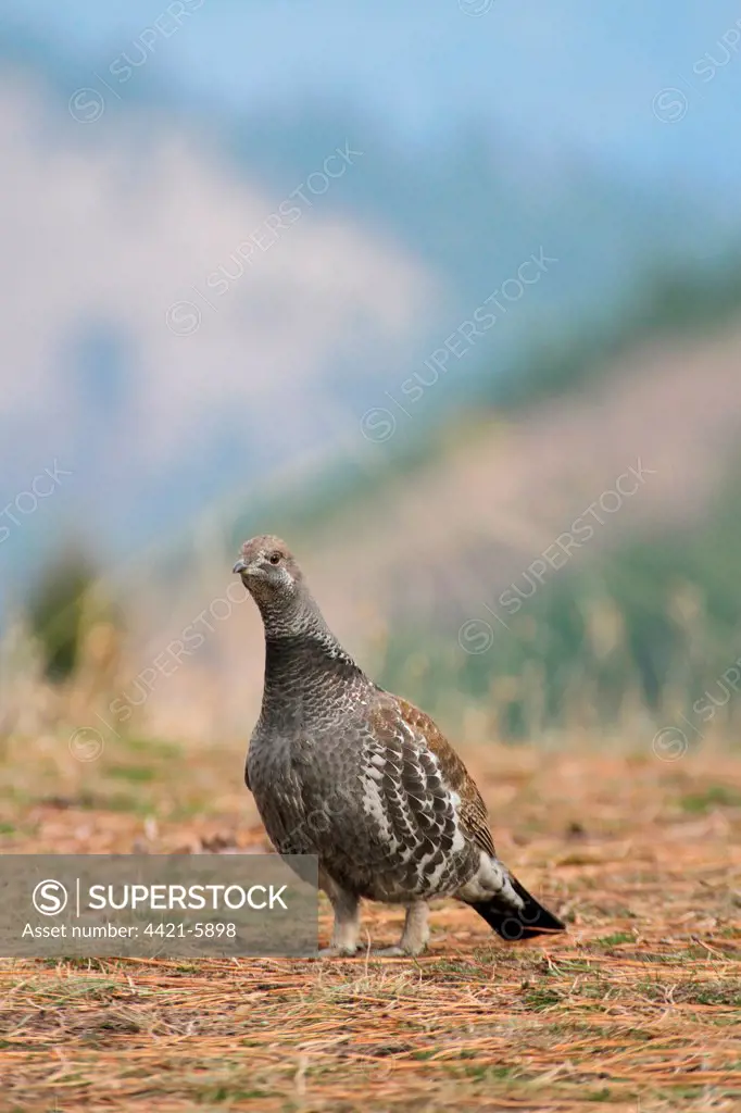 Blue Grouse (Dendragapus obscurus) adult male, standing, Montana, U.S.A., november