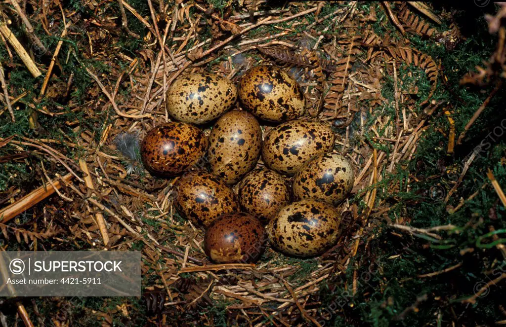 RedGrouse (Lapogus lagopus) Nest with eggs