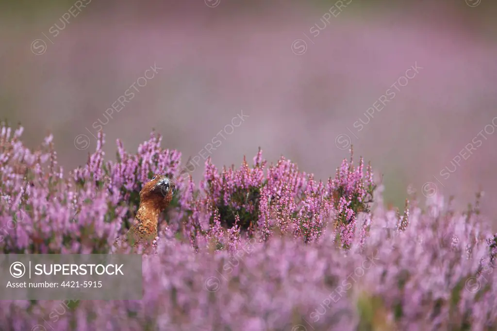 Red Grouse (Lagopus lagopus scoticus) adult, looking inquisitvely skywards, amongst flowering heather on moorland, Derbyshire, England