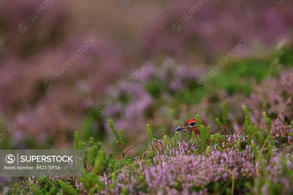 Red Grouse (Lagopus lagopus scoticus) adult male, hidden amongst flowering heather on moorland, Peak District, Derbyshire, England
