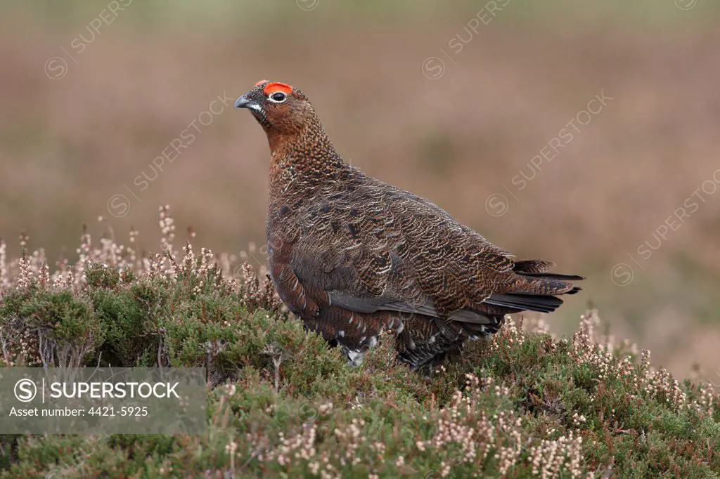Red Grouse (Lagopus lagopus scoticus) adult male, standing amongst heather on moorland, North Yorkshire, England, october