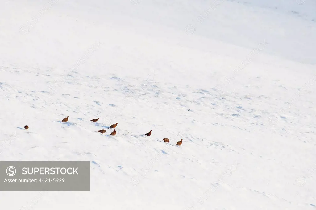 Red Grouse (Lagopus lagopus scoticus) flock, foraging on moorland in snow, Peak District, Derbyshire, England, winter