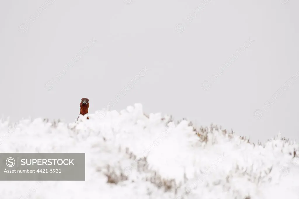 Red Grouse (Lagopus lagopus scoticus) adult, looking over ridge, on moorland in snow, Peak District, Derbyshire, England, winter