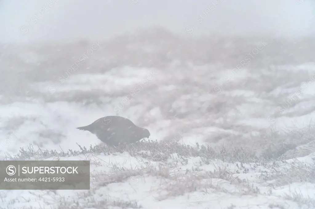 Red Grouse (Lagopus lagopus scoticus) adult, feeding, on moorland in snow during snowfall, Peak District, Derbyshire, England, winter