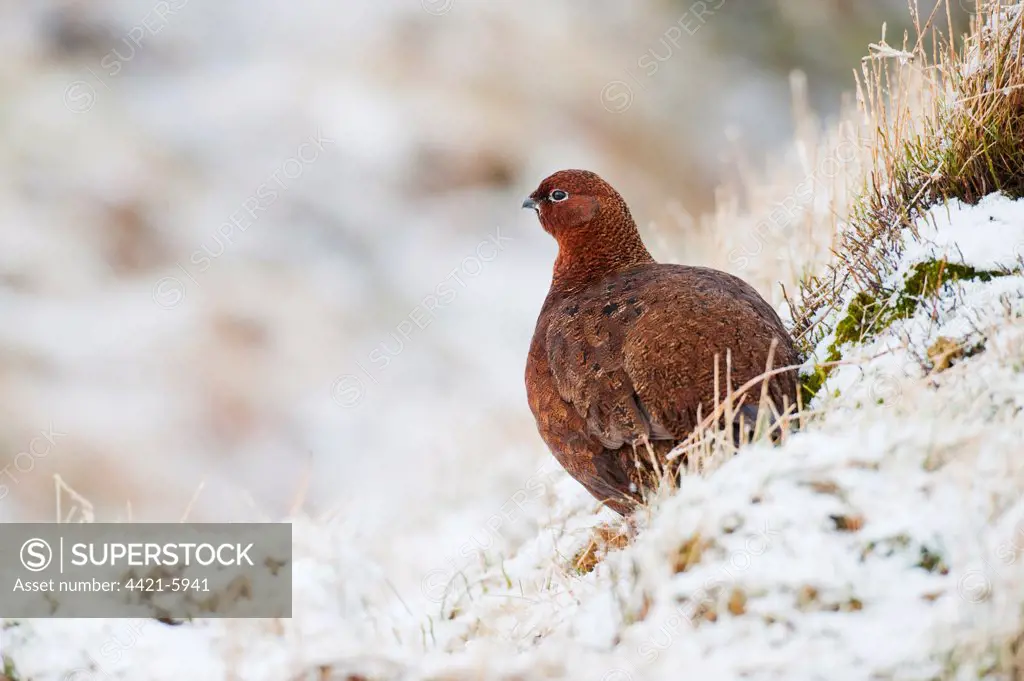Red Grouse (Lagopus lagopus scoticus) adult, standing on moorland in snow, Peak District, Derbyshire, England, winter