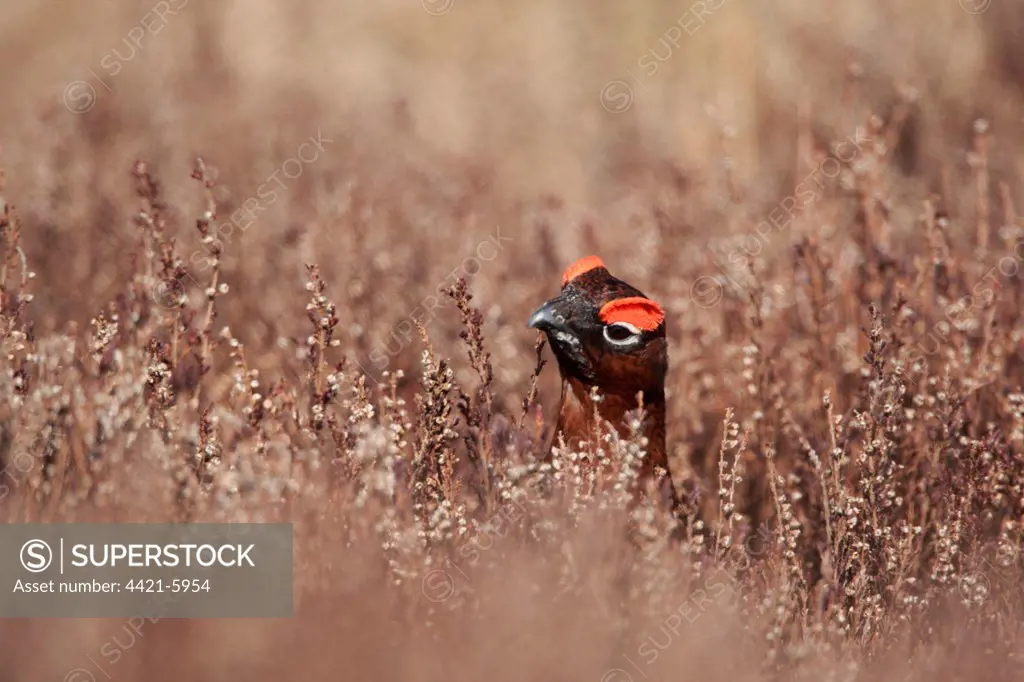Red Grouse (Lagopus lagopus scoticus) adult male, head amongst heather, Peak District, Derbyshire, England, spring