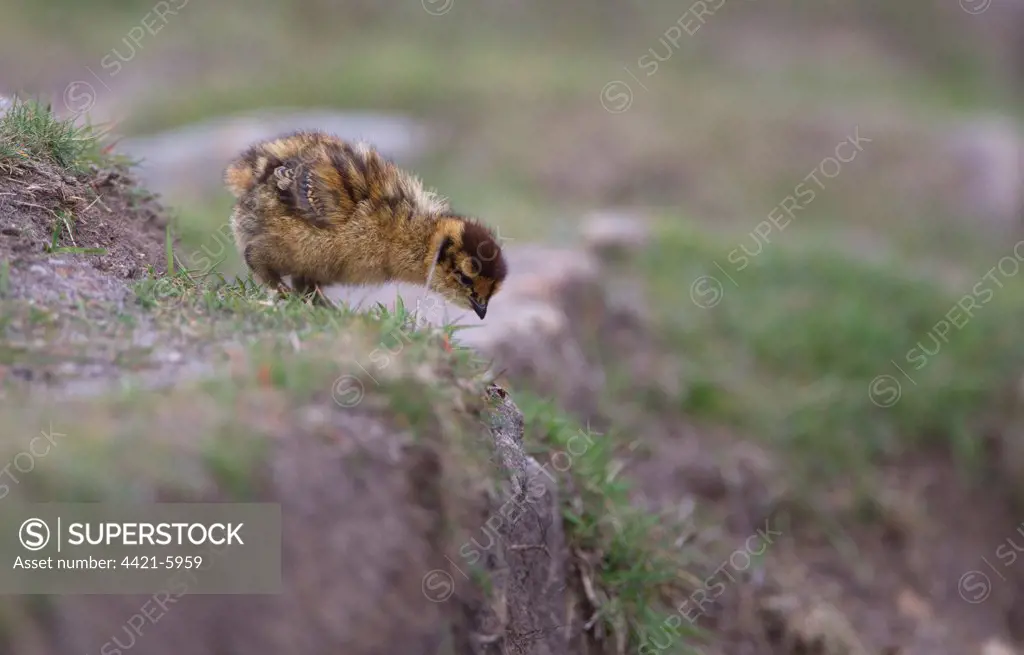 Red Grouse (Lagopus lagopus scoticus) chick, standing at edge of slope, Peak District, Derbyshire, England, spring