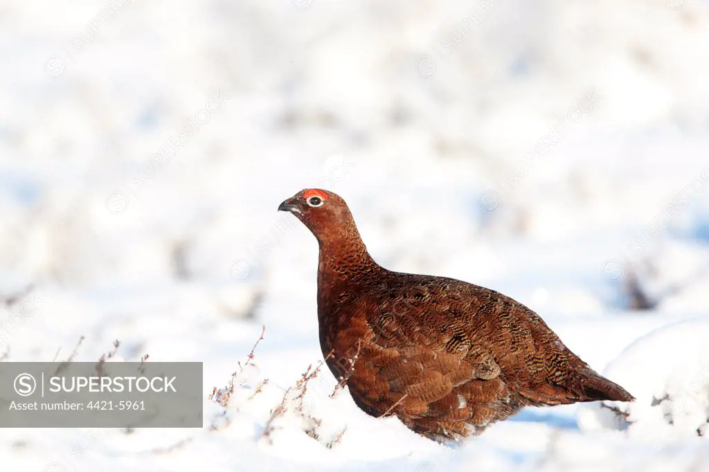 Red Grouse (Lagopus lagopus scoticus) adult male, standing in snow, Peak District, Derbyshire, England, winter