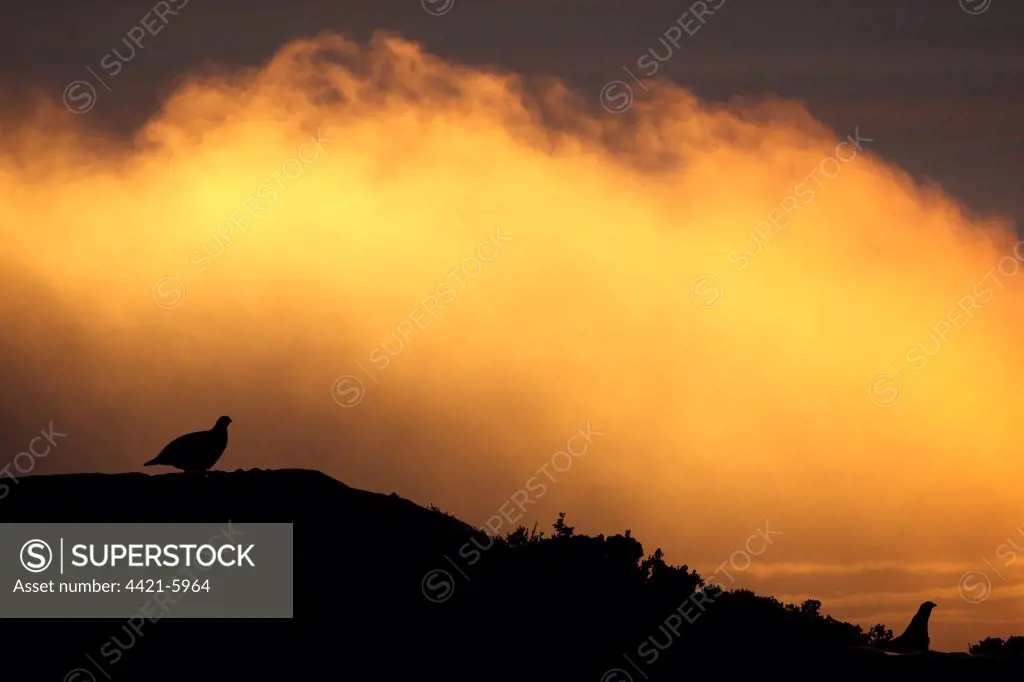 Red Grouse (Lagopus lagopus scoticus) two adults, silhouetted against stormclouds at dawn, Peak District, Derbyshire, England, summer