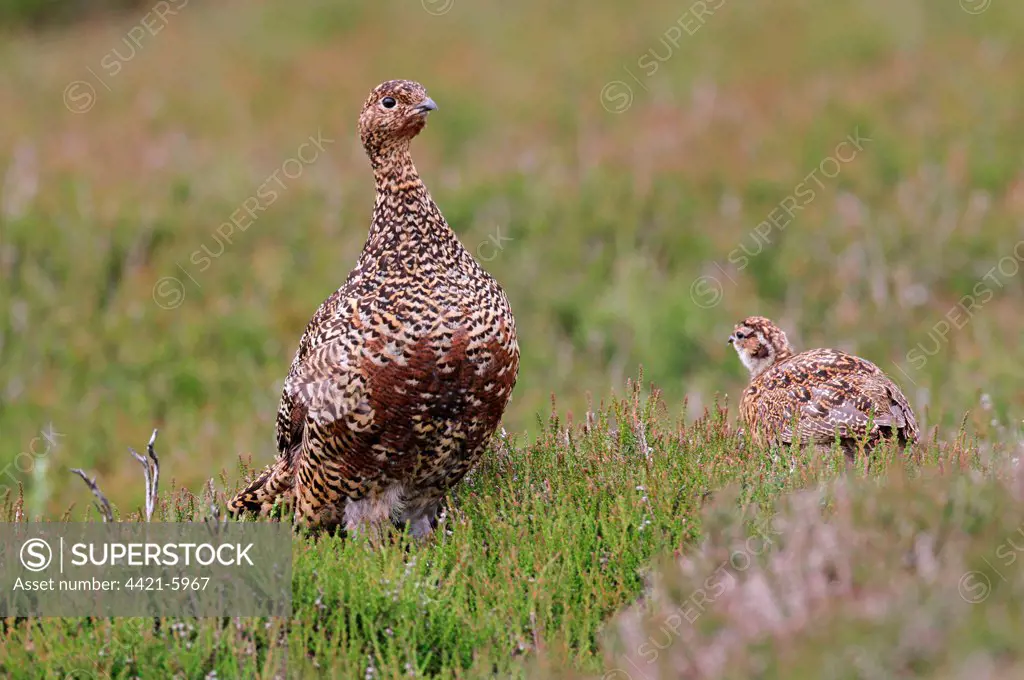 Red Grouse (Lagopus lagopus scoticus) adult female with chick, on heather moorland, Swaledale, Yorkshire Dales, North Yorkshire, England, june
