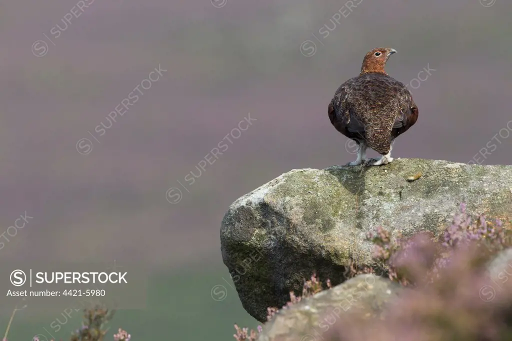 Red Grouse (Lagopus lagopus scoticus) adult male, standing on gritstone rock in moorland, Peak District, Derbyshire, England, september