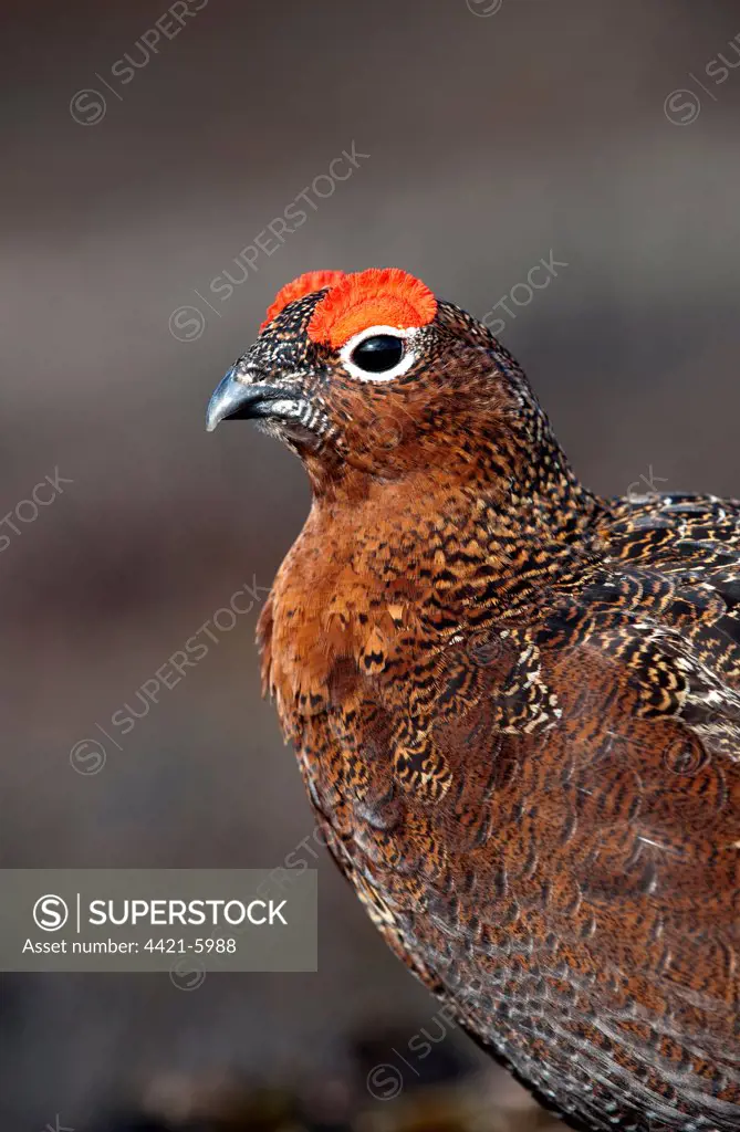 Red Grouse (Lagopus lagopus scoticus) adult male, close-up of head and neck, on moorland, Yorkshire Dales, Yorkshire, England, october