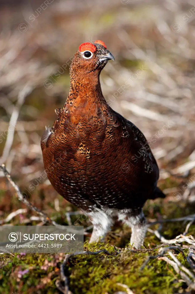 Red Grouse (Lagopus lagopus scoticus) adult male, standing on moorland, Yorkshire Dales, Yorkshire, England, october