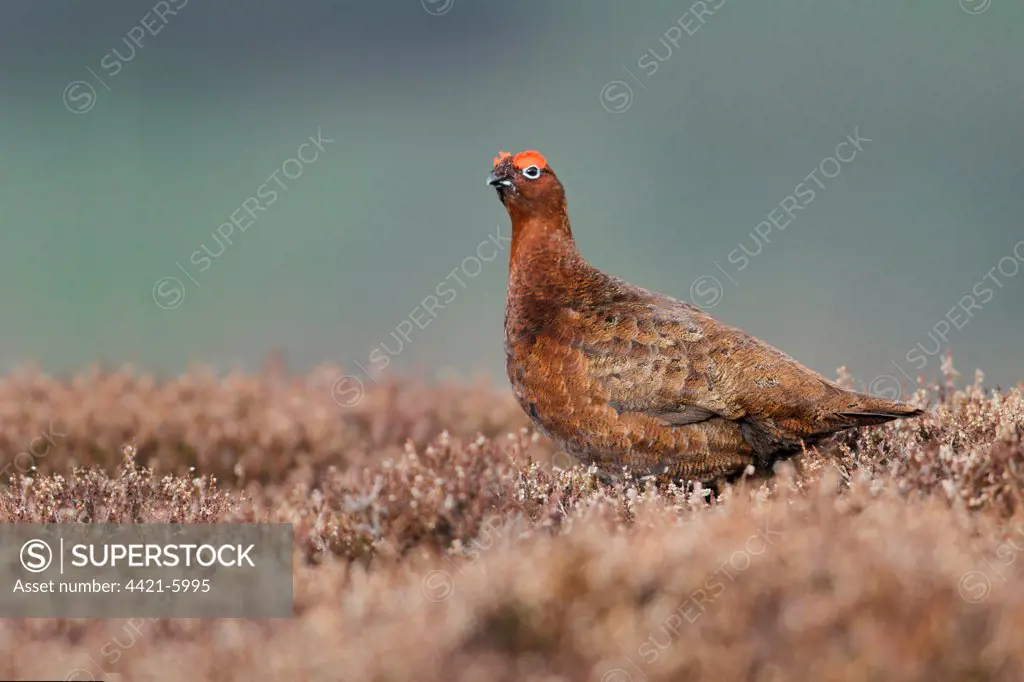 Red Grouse (Lagopus lagopus scoticus) adult male, standing amongst heather on moorland, Yorkshire, England, february