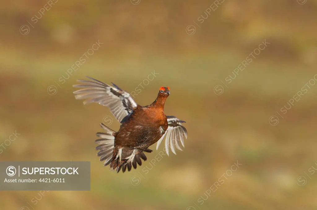 Red Grouse (Lagopus lagopus scoticus) adult male, in flight over moorland, Yorkshire Dales N.P., Yorkshire, England