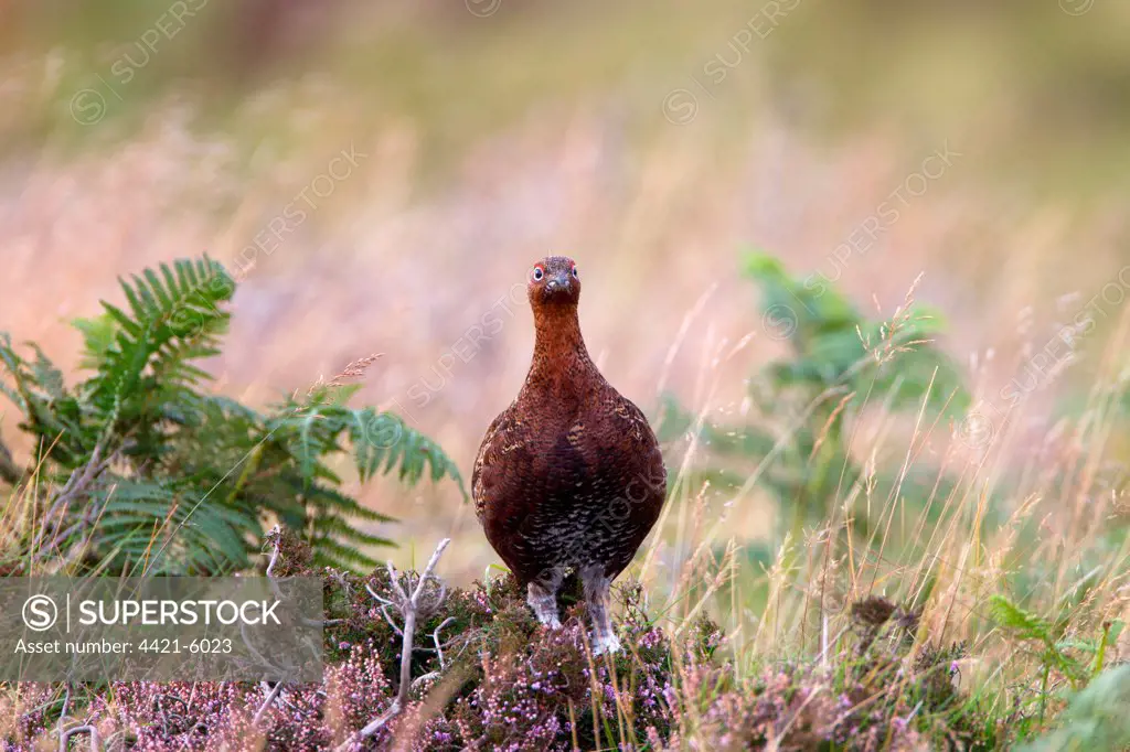 Red Grouse (Lagopus lagopus scoticus) adult male, standing amongst heather, grasses and bracken on moorland, Lammermuir Hills, Scottish Borders, Scotland, september