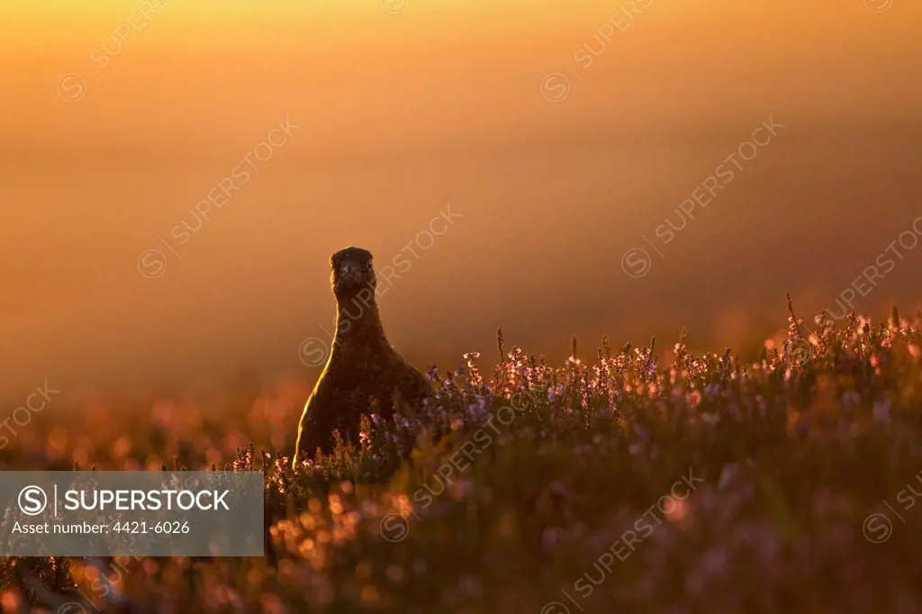 Red Grouse (Lagopus lagopus scoticus) adult male, standing in flowering heather on moorland, in morning light, North Yorkshire, England, august