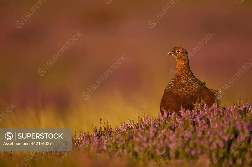 Red Grouse (Lagopus lagopus scoticus) adult male, standing in flowering heather on moorland, in morning light, North Yorkshire, England, august