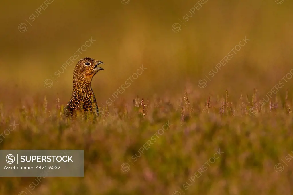Red Grouse (Lagopus lagopus scoticus) adult female, calling, amongst heather on moorland, North Yorkshire, England, august