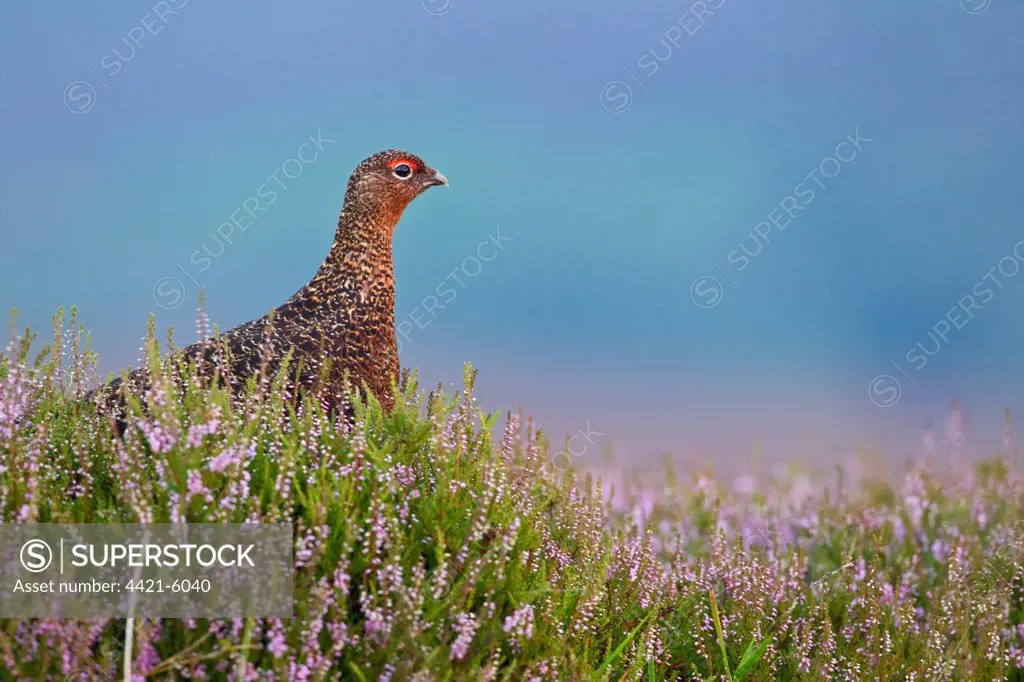 Red Grouse (Lagopus lagopus scoticus) adult male, standing in flowering heather on moorland, North Yorkshire, England, august