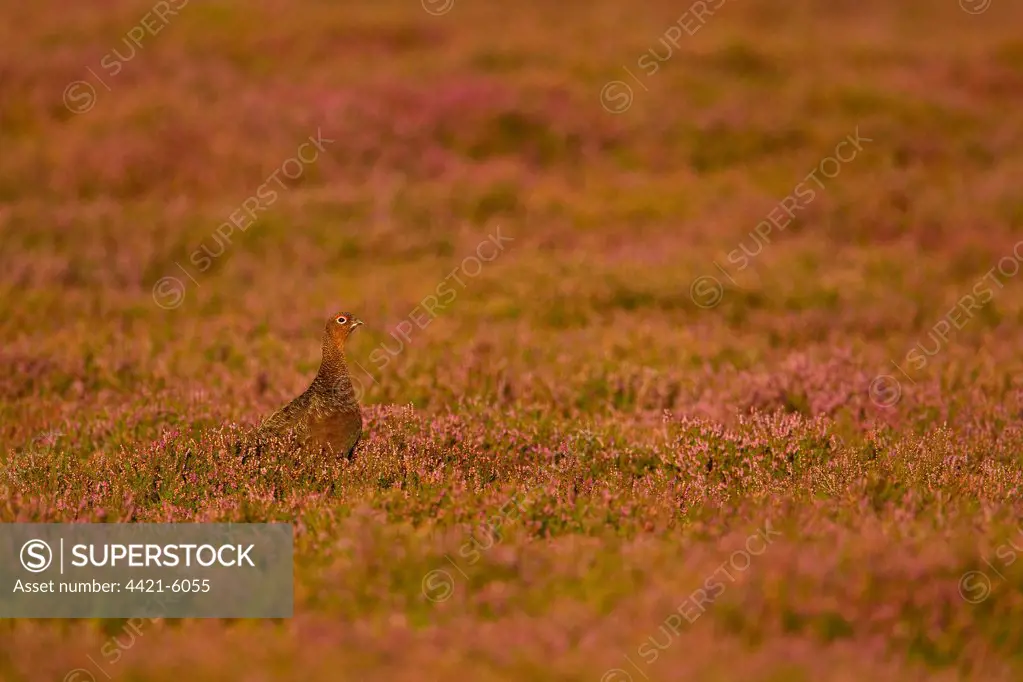 Red Grouse (Lagopus lagopus scoticus) adult male, standing in flowering heather on moorland habitat, North Yorkshire, England, august