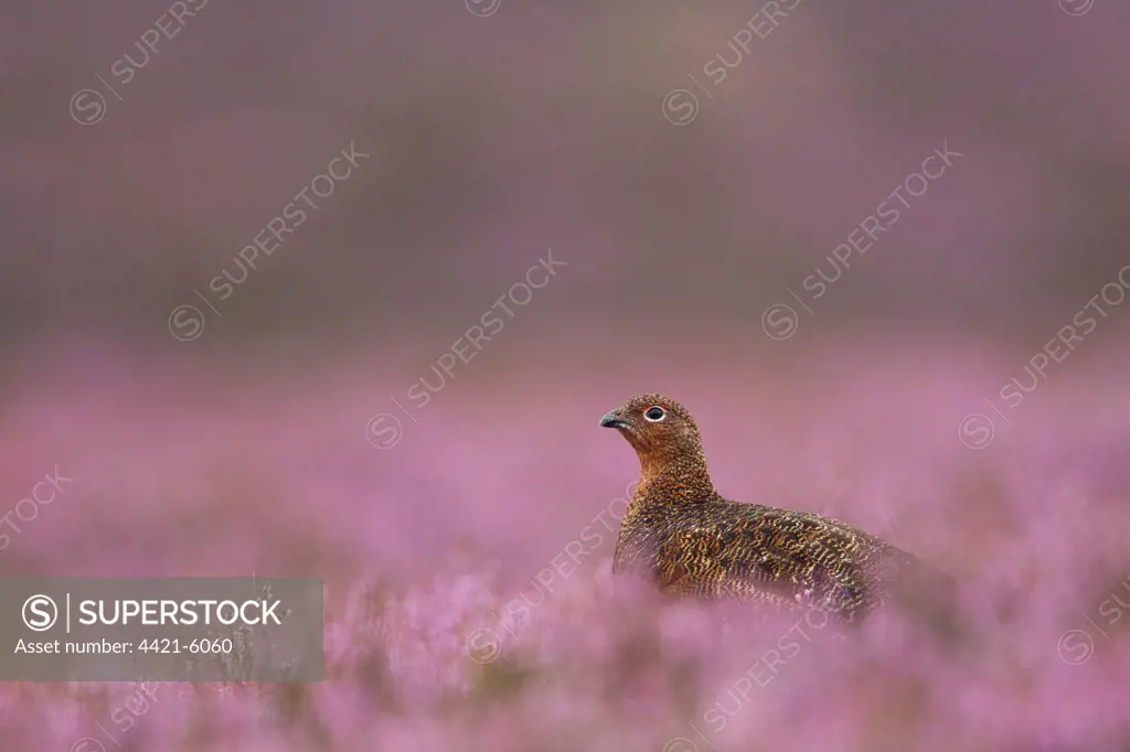 Red Grouse (Lagopus lagopus scoticus) adult, standing amongst flowering heather, Peak District, Derbyshire, England, august