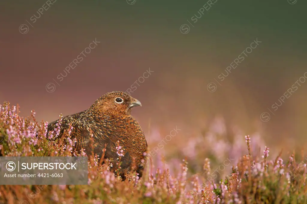 Red Grouse (Lagopus lagopus scoticus) adult, standing amongst flowering heather, Peak District, Derbyshire, England, august