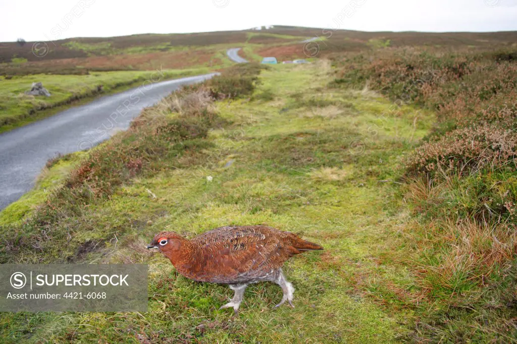 Red Grouse (Lagopus lagopus scoticus) adult male, walking towards road in heather moorland habitat, Swaledale, Yorkshire Dales N.P., North Yorkshire, England, december
