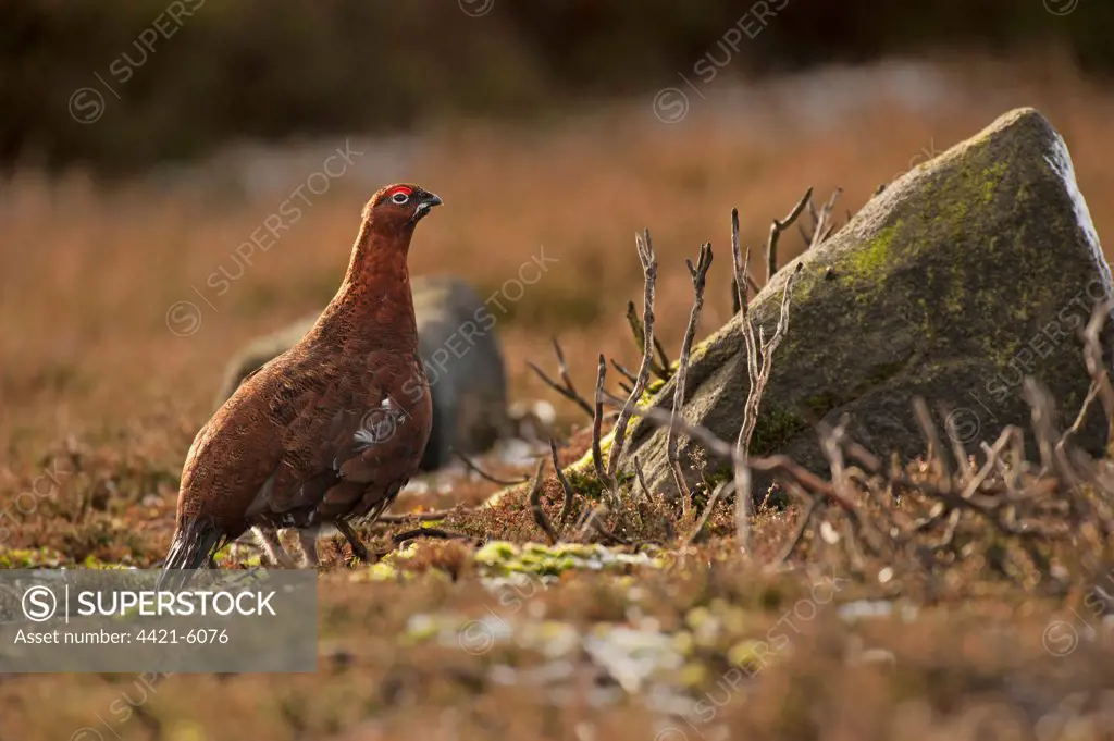 Red Grouse (Lagopus lagopus scoticus) adult male, standing on moorland, Peak District, Derbyshire, England, january