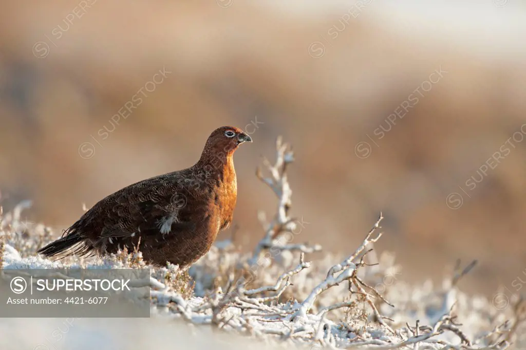 Red Grouse (Lagopus lagopus scoticus) adult male, standing on snow in morning sunshine, Peak District, Derbyshire, England, january