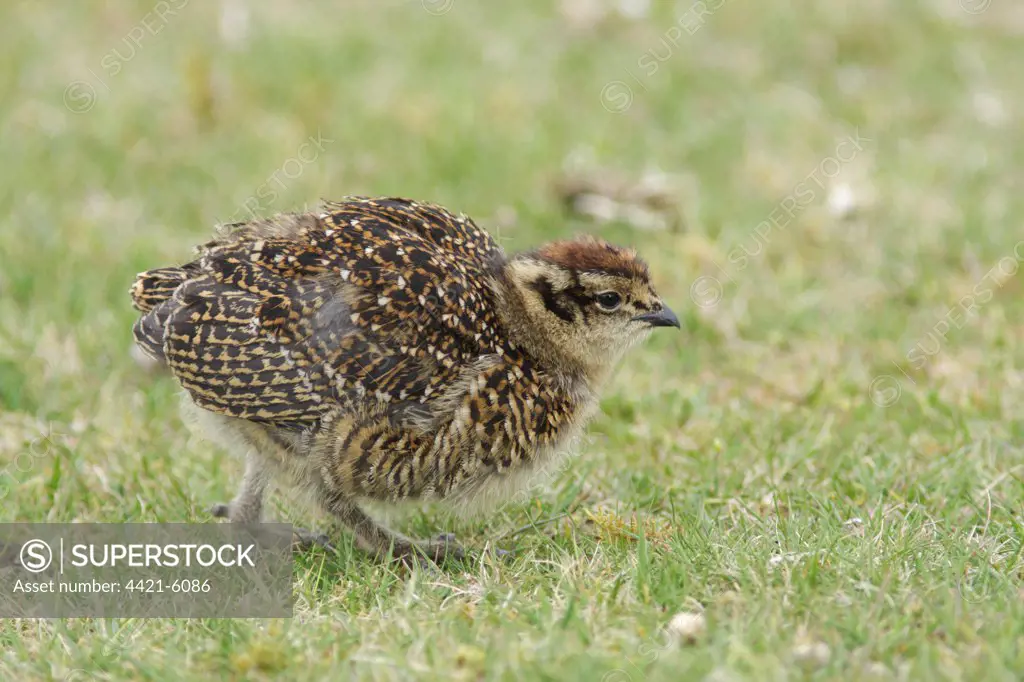 Red Grouse (Lagopus lagopus scoticus) chick, walking on short grass in moorland, Swaledale, Yorkshire Dales N.P., North Yorkshire, England, may