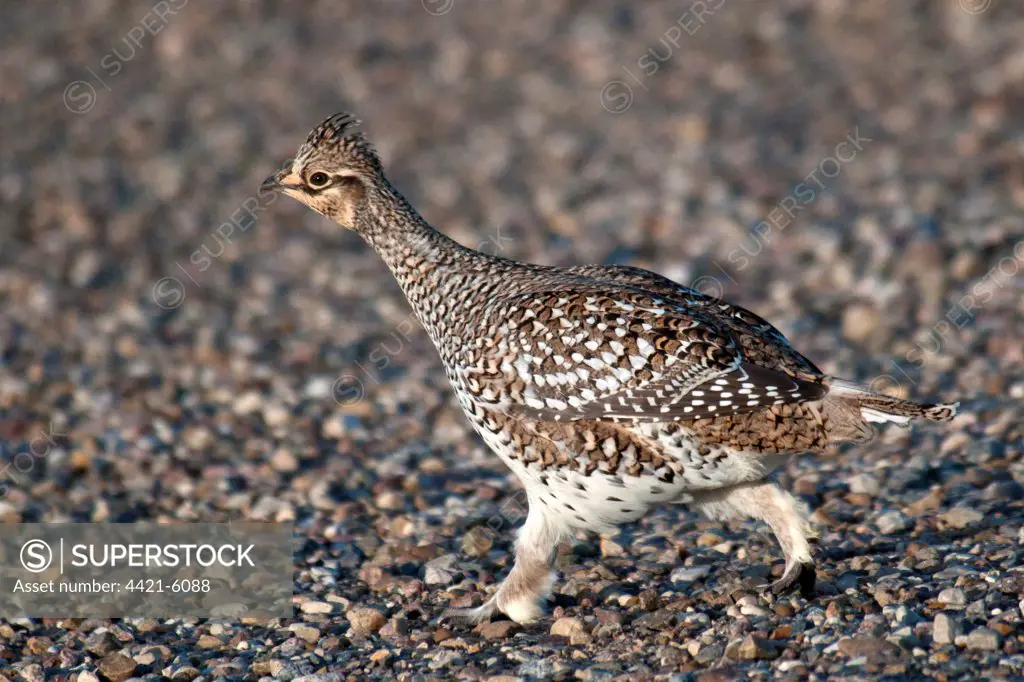 Sharp-tailed Grouse (Tympanuchus phasianellus) adult, walking on gravel in shortgrass prairie, West Bloc, Grasslands N.P., Southern Saskatchewan, Canada, october