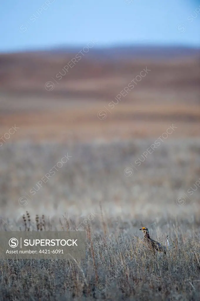 Sharp-tailed Grouse (Tympanuchus phasianellus) adult male, displaying on lek at dawn in prairie habitat, Sandhills, Nebraska, U.S.A., april