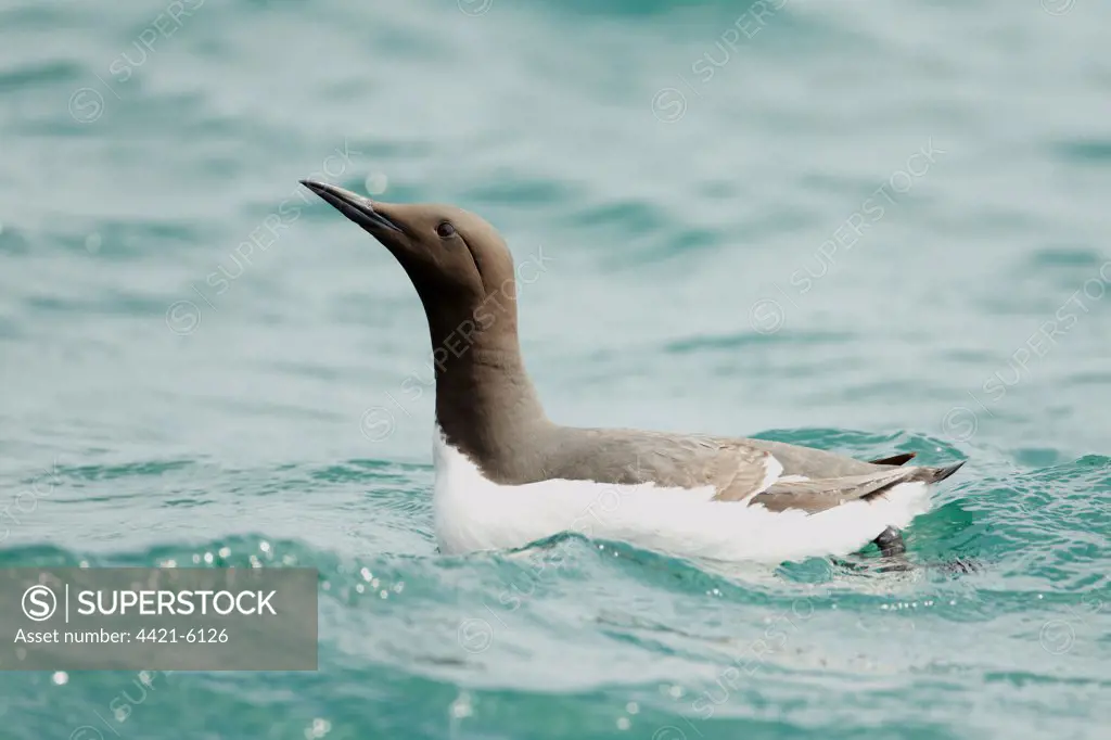 Common Guillemot (Uria aalge) adult, summer plumage, swimming on sea in bright sunshine, Pembrokeshire, Wales, May