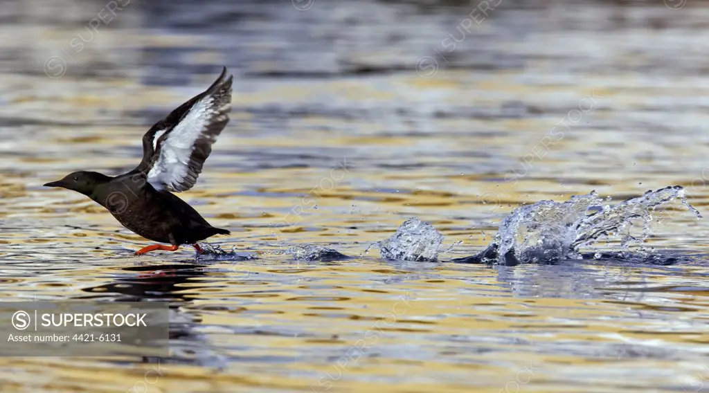 Black Guillemot (Cepphus grylle) adult, taking off from sea, Northern Norway, march