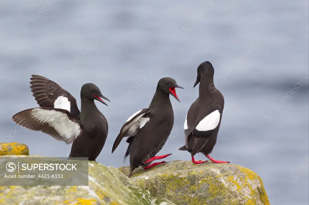 Black Guillemot (Cepphus grylle) three adults, calling in aggressive behaviour, standing on rock, Shetland Islands, Scotland, june