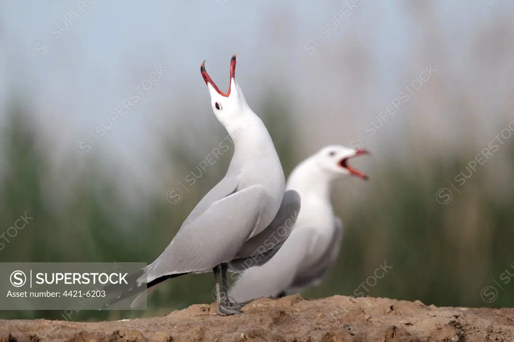 Audouin's Gull (Larus audouinii) two adults, summer plumage, calling, standing on beach, Western Spain, april