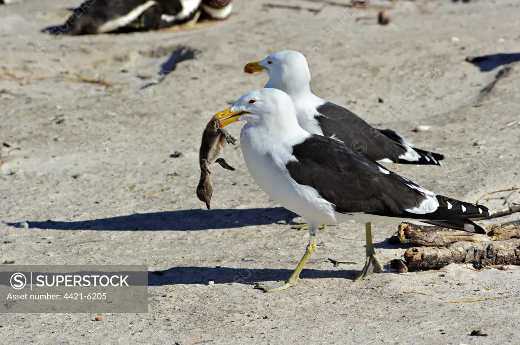 Cape Gull (Larus dominicanus vetula) two adults, feeding on Jackass Penguin (Sphensicus demersus) chick, walking on beach, Simonstown, Western Cape, South Africa