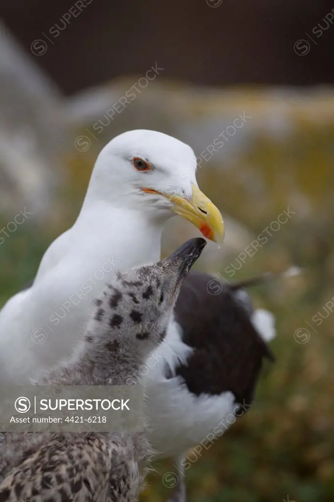 Great Black-backed Gull (Larus marinus) adult with chick, begging for food, pecking at beak spot, Saltee Islands, Ireland, july