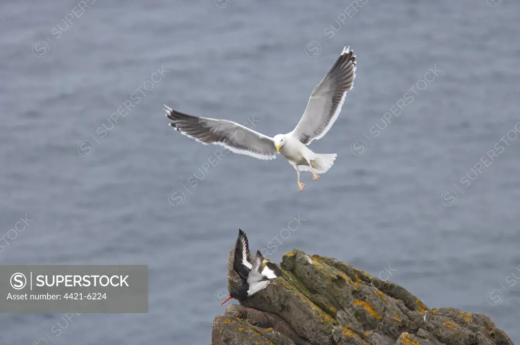 Great Black-backed Gull (Larus marinus) adult, summer plumage, in flight, attacking Eurasian Oystercatcher (Haematopus ostralegus), Noss, Shetland Islands, Scotland