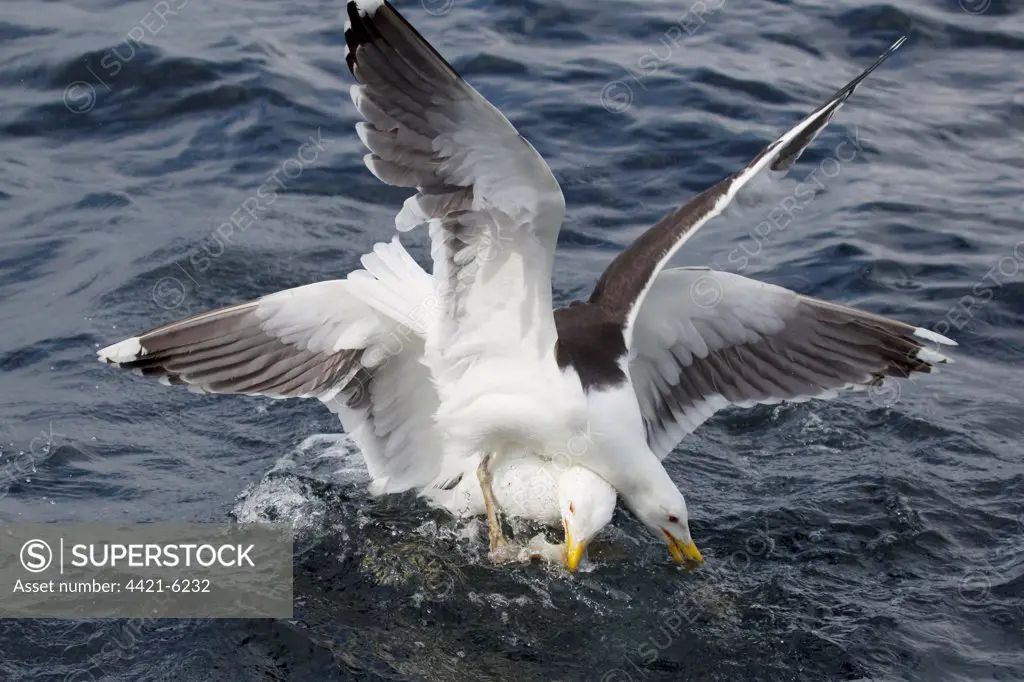 Great Black-backed Gull (Larus marinus) two adults, summer plumage, fighting over fish at sea, Shetland Islands, Scotland, June