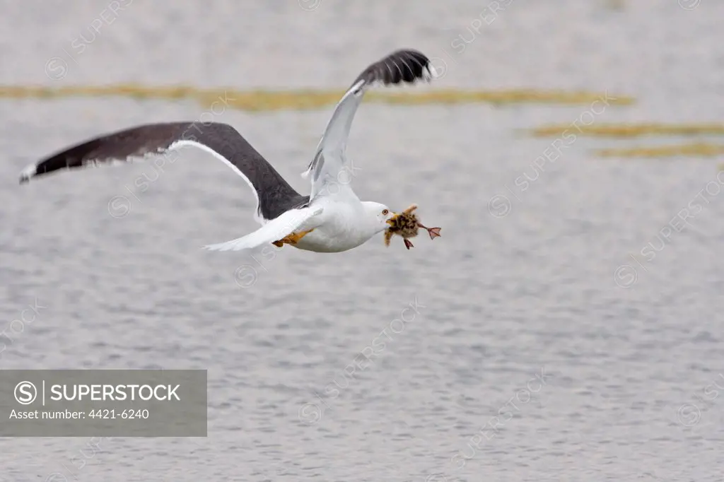 Lesser Black-backed Gull (Larus fuscus) adult, with Black-headed Gull (Larus ridibundus) chick prey, Minsmere RSPB Reserve, Suffolk, England, may