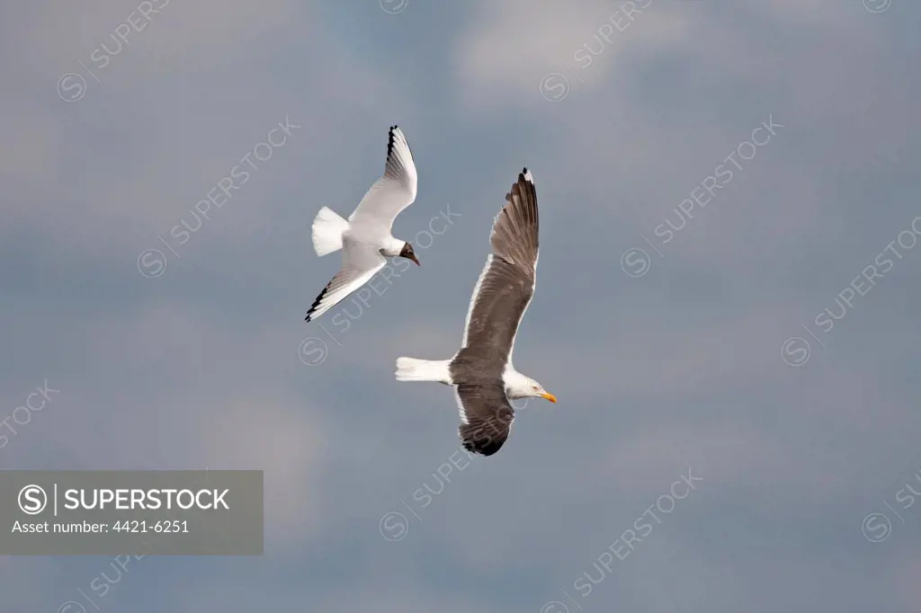 Black-headed Gull (Larus ridibundus) adult, mobbing Lesser Black-backed Gull (Larus fuscus) adult, in flight, Suffolk, England