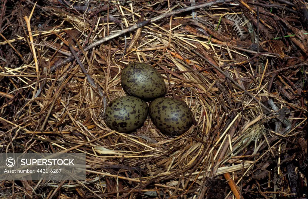 Black-headed Gull (Larus ridibundus) three eggs in nest