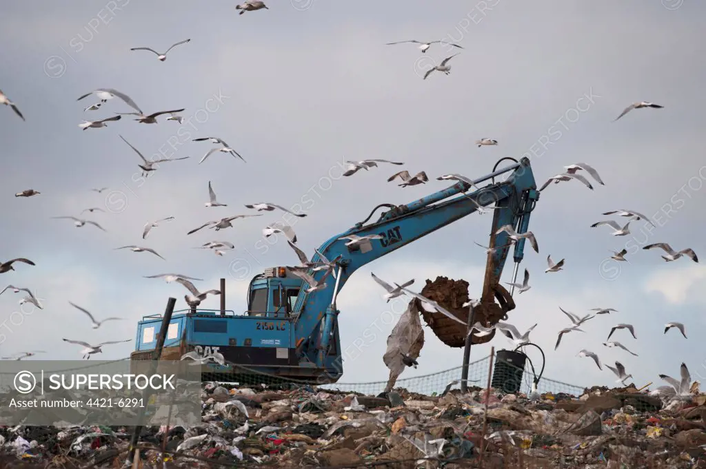 Black-headed Gull (Larus ridibundus) and Herring Gull (Larus argentatus) mixed flock, in flight, scavenging on rubbish tip with excavator, Edgefield, Norfolk, England, february