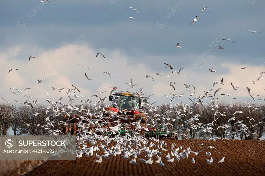 Black-headed Gull (Larus ridibundus) flock, winter plumage, following tractor ploughing stubble field, North Norfolk, England, february