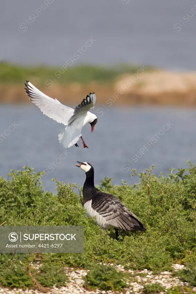 Black-headed Gull (Larus ridibundus) adult, summer plumage, in flight, mobbing Barnacle Goose (Branta leucopsis) in nesting territory, Minsmere RSPB Reserve, Suffolk, England, april