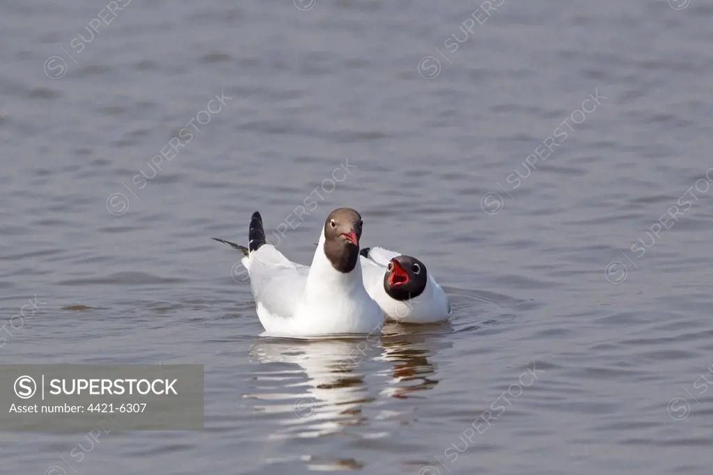 Black-headed Gull (Larus ridibundus) adult pair, summer plumage, swimming, female calling for food from male, Minsmere RSPB Reserve, Suffolk, England, april