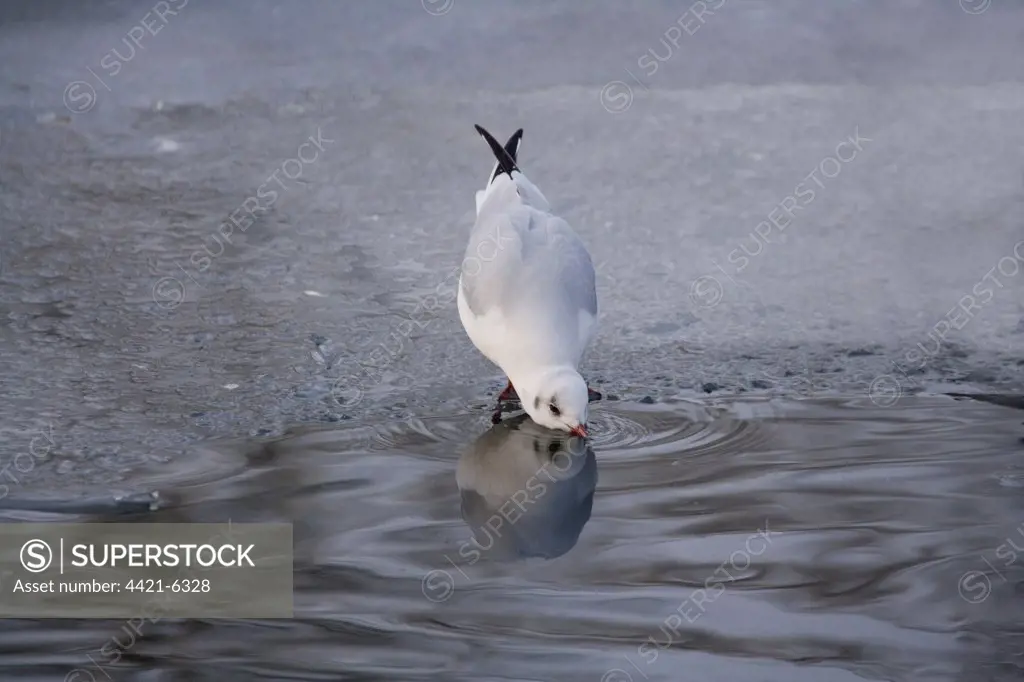 Black-headed Gull (Larus ridibundus) adult, winter plumage, drinking from open water on frozen lake, Christchurch Park, Ipswich, Suffolk, England, december